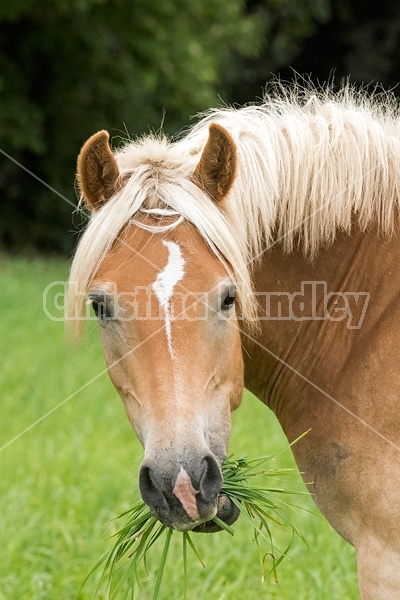 Portrait of Haflinger horse