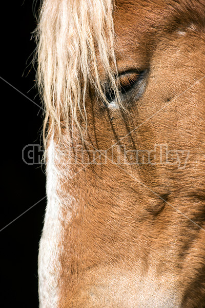 Portrait of a Belgian draft horse