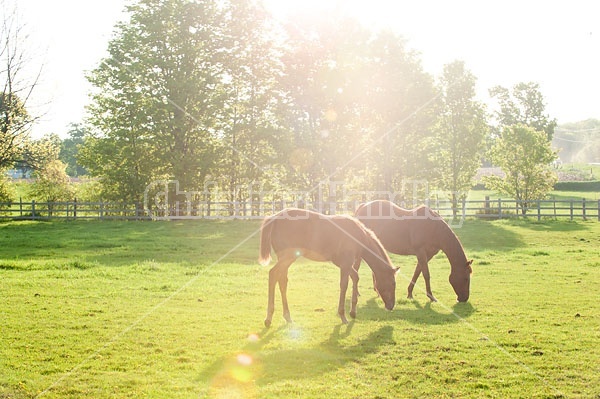 quarter horse mare and foal