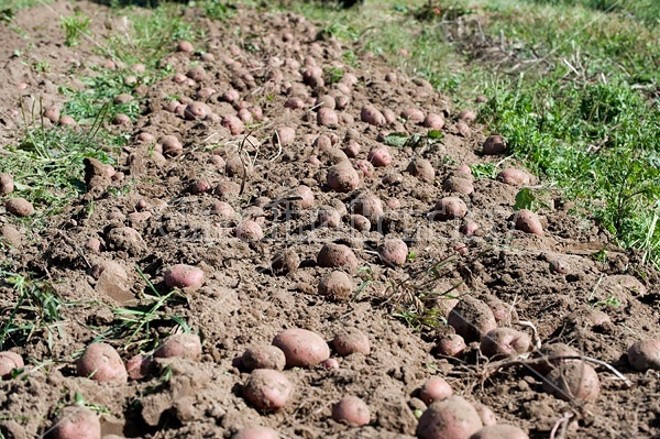 Digging potatoes on a small family farm