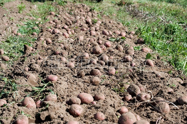 Digging potatoes on a small family farm