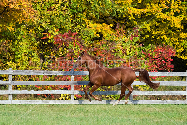 Thoroughbred horse galloping in fenced paddock in the autumn colors