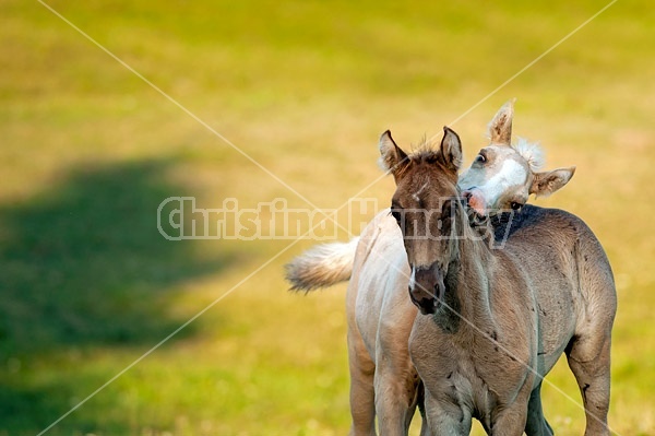 Two Rocky Mountain horse foals playing