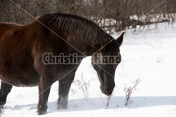 Dark bay horse standing in deep snow