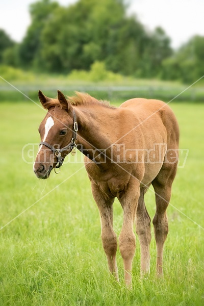 Thoroughbred foal