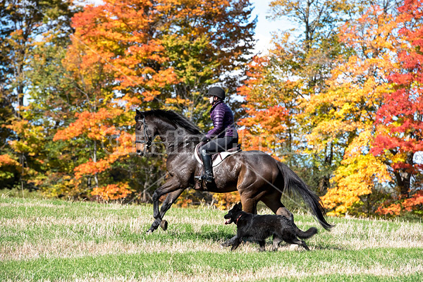 Woman horseback riding in field in the autumn of the year with colored leaves in the background