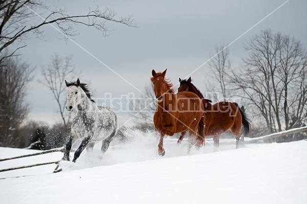 Three horses galloping in deep snow