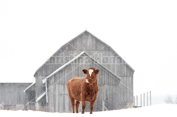 Beef cow standing outside in the falling snow