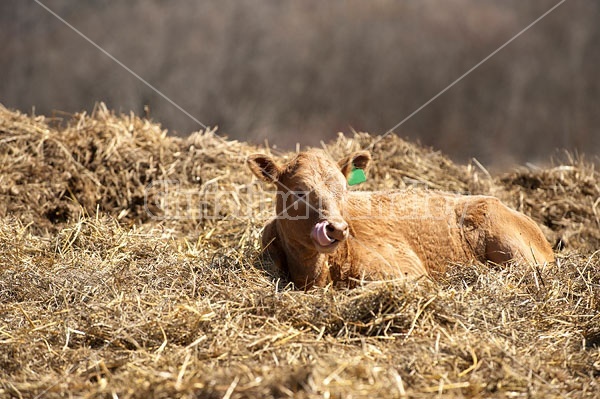 Beef Calf