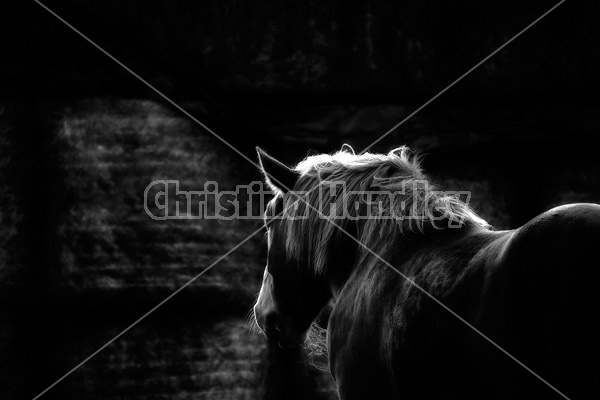 Horse standing in front of round bales of hay