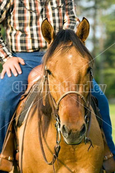 Portrait of a Quarter Horse