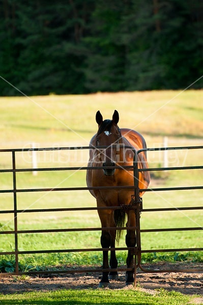 Bay Quarter Horse gelding standing at gate