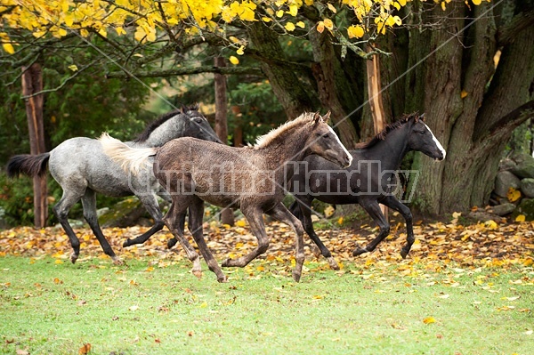 Rocky Mountain Horse foals