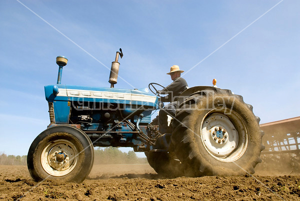 Man driving tractor pulling a seed drill planting oats