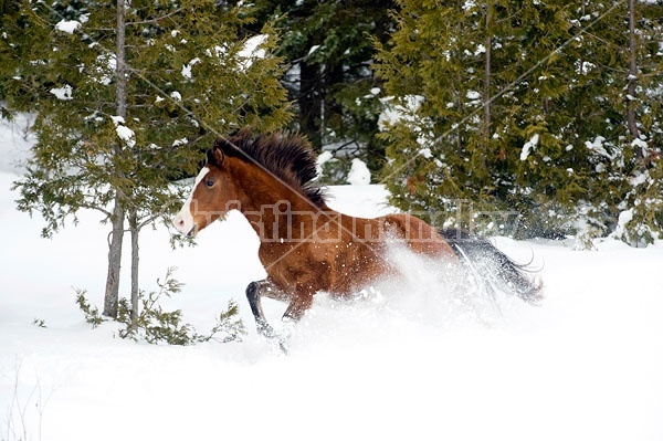 Young Bay Rocky Mountain Horse