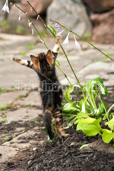 Young baby calico kitten playing in flower garden
