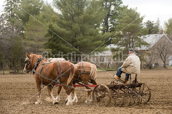 Farmer working a team of Belgian Draft Horses