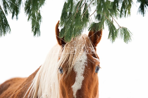 Horse standing in snow under trees. 