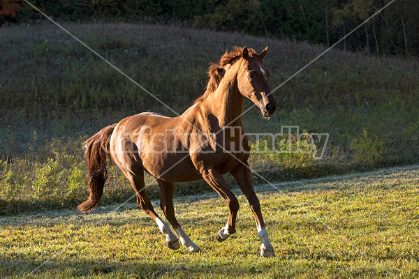 Chestnut Thoroughbred horse galloping in paddock