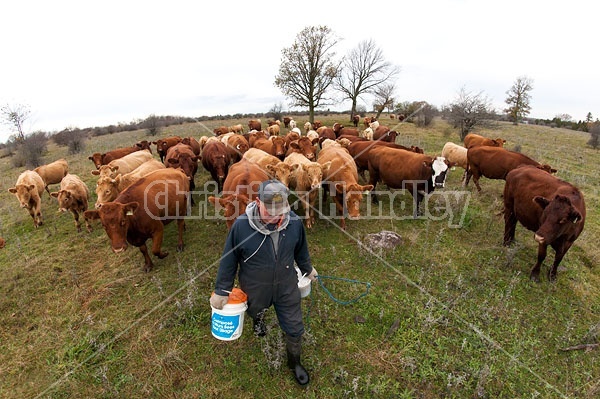 Farmer and herd of Cattle