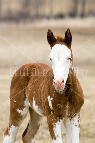 Paint foal portrait