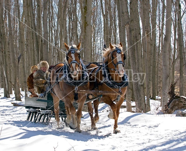 Horse drawn sleigh ride