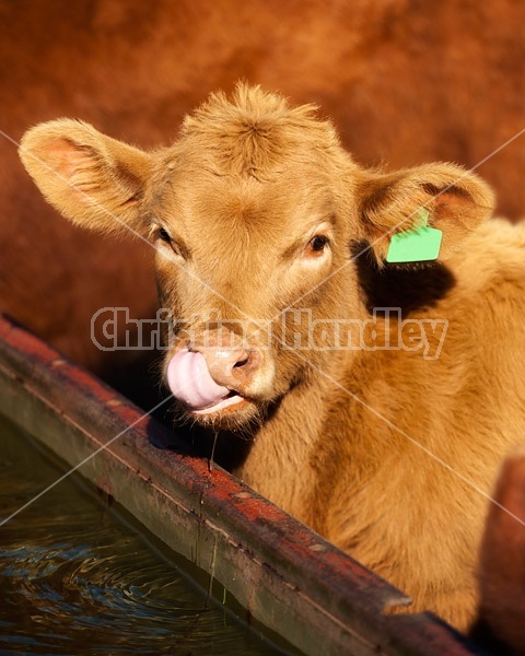 Young beef calf at water trough