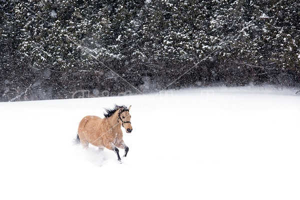 Single buckskin horse trotting through deep snow