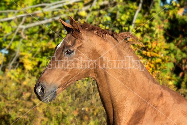 Portrait of a Thoroughbred horse