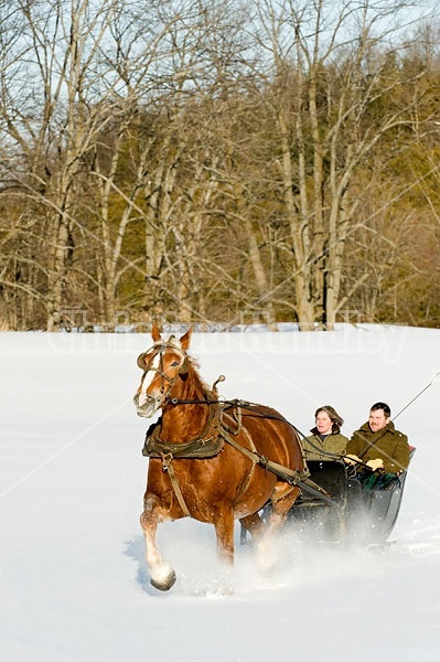 Single Horse Sleigh Ride