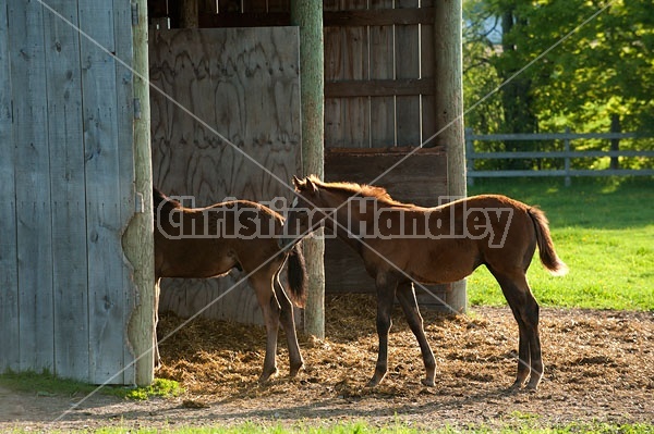 quarter horse foal in paddock