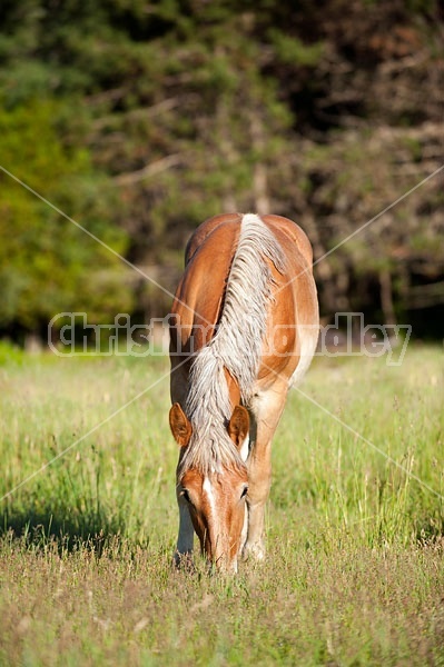 Young Belgian draft horse