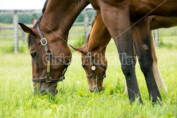 Thoroughbred mare and foal