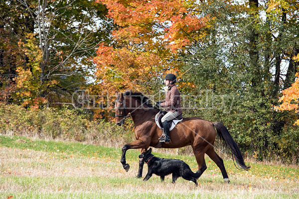 Woman horseback riding in field in the autumn of the year with colored leaves in the background