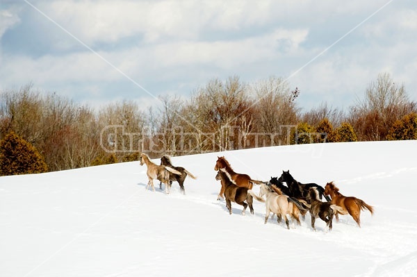 Herd of Rocky Mountain Horses Galloping in Snow