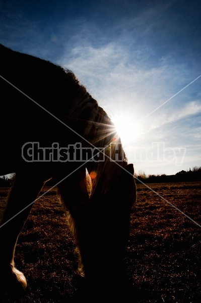 Grazing horse in evening light