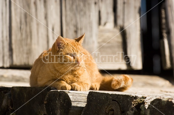 Orange cat laying in front of barn