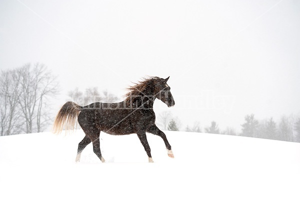Photo of a Rocky Mountain Horse