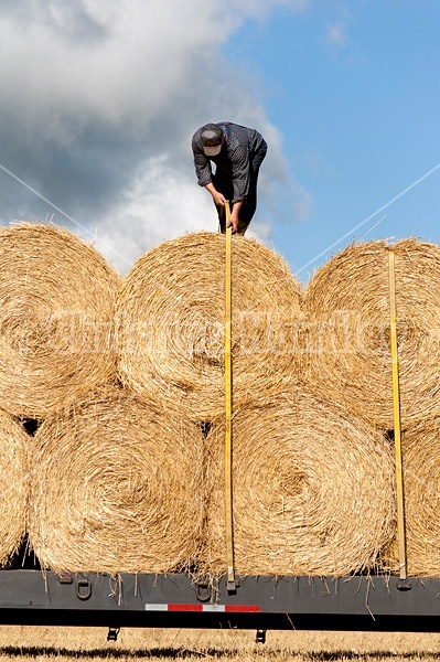 Farmer loading tractor trailer with round bales of straw and getting them strapped down for transport