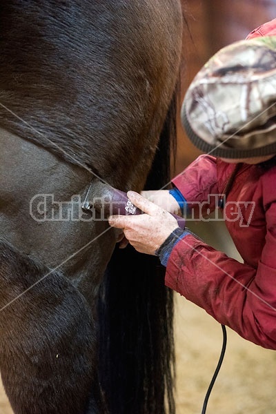 Woman clipping horse