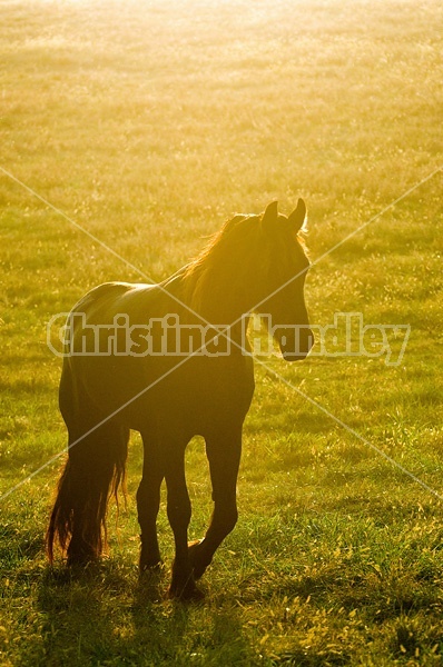 Friesian horse in a pasture field at sunset.