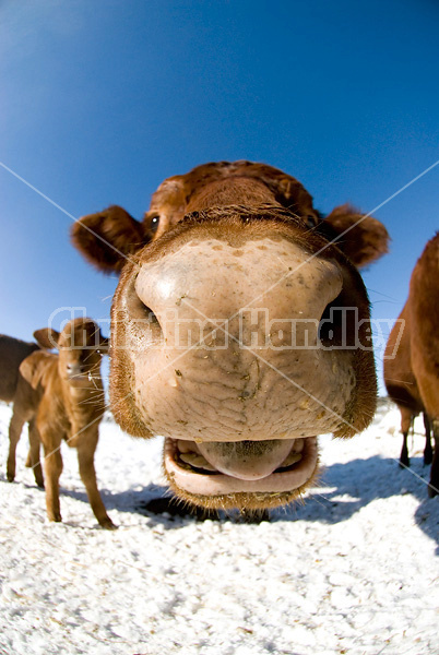 Looking up at beef cows standing in the snow