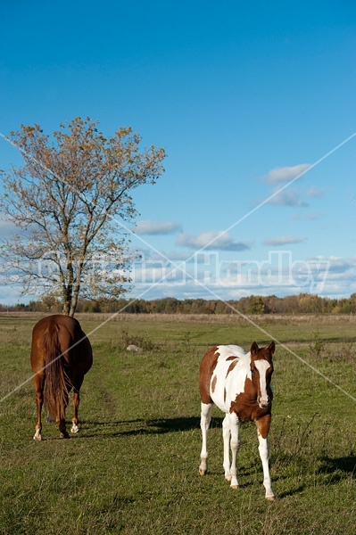 Mare and Paint foal 