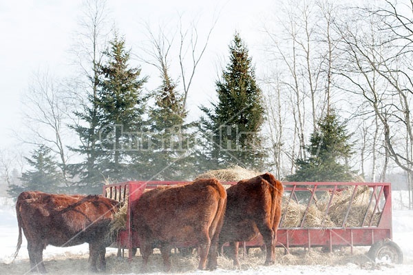 Beef cows eating hay out of feeder