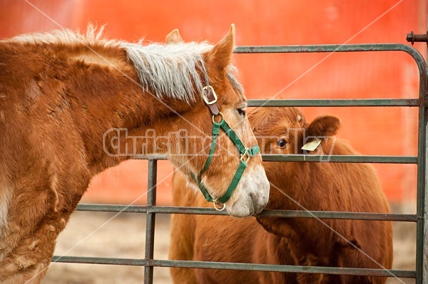 Belgian Horse and Cow