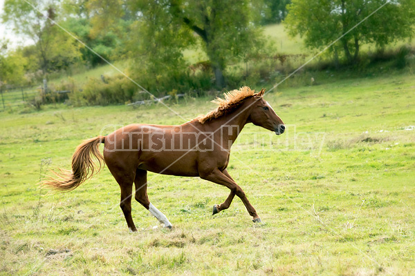 Horses galloping in field