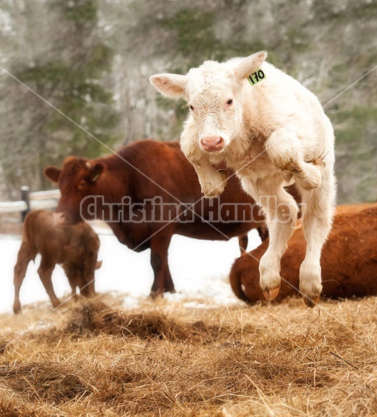 Young Charolais Beef Calf