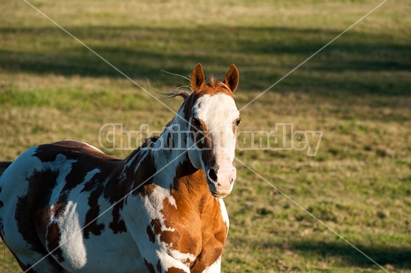 Paint stallion feeling frisky and playful