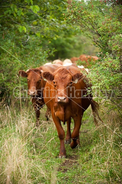 Beef cows