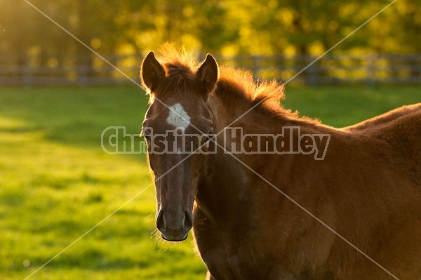 Quarter horse foal